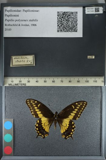 Media type: image;   Entomology 171426